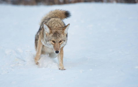 野兽 冬天 观察 捕食者 犬科动物 栖息地 毛皮 掠夺 毛茸茸的