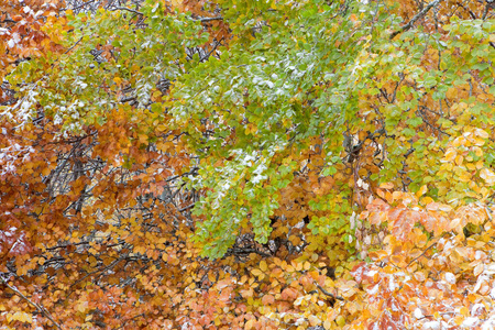 离开 季节 树叶 冬天 分支 植物 颜色 落下 秋天 美丽的