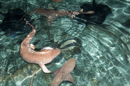 自然 水下 危险 海洋 海的 生态系统 游泳 鲨鱼 动物