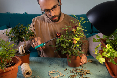 戴着眼镜的白人修剪和照料室内植物