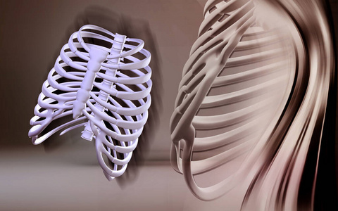 肋骨 插图 三维 绘图 脊柱 特写镜头 颜色 技术 人类