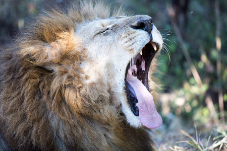 猫科动物 食肉动物 狮子 捕食者 肖像 国王 鬃毛 危险