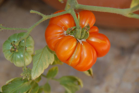 美味的 西红柿 园艺 作物 植物 收获 素食主义者 水果
