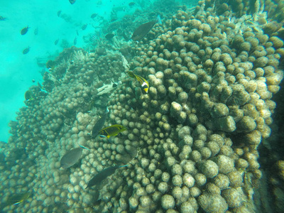动物 野生动物 假期 旅游业 生活 水肺 颜色 自然 暗礁