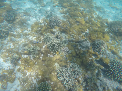 海洋 颜色 珊瑚 旅行 自然 生活 浮潜 旅游业 水族馆