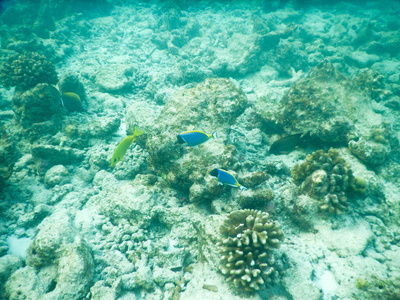 浮游生物和热带鱼类