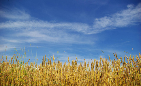 玉米 培养 领域 玉米地 小麦 谷类食品 收获 成长 成熟