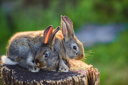 毛皮 雏菊 肖像 假日 动物群 兔子 复活节 毛茸茸的 耳朵