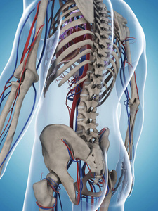 人类 后面 骨头 静脉 解剖 科学 骨架 生物学 致使 插图