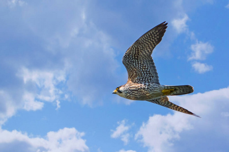 野生动物 梅林 加拿大 翅膀 美女 自由 飞行 航班 滑翔