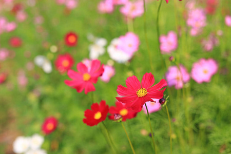 阳光 颜色 夏天 黛西 粉红色 植物区系 特写镜头 风景