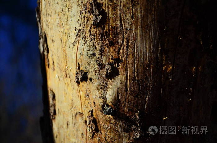 蛀蚀在虫洞中的松树木材受到小蠹虫的感染