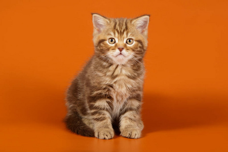 基蒂 毛皮 肖像 动物 美丽的 宠物 猫科动物 直的 毛茸茸的