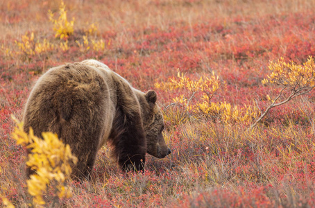 荒野 落下 捕食者 阿拉斯加 哺乳动物 动物 灰熊 秋天