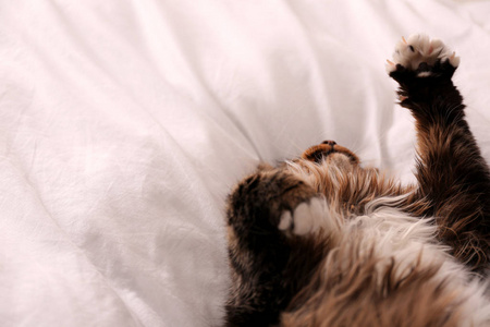 可爱的毛绒猫在床上。家养宠物