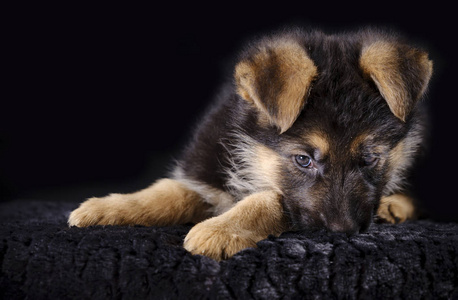 牧羊犬小狗的眼睛图片