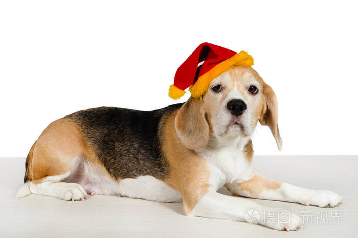 戴着圣诞帽的纯种比格犬