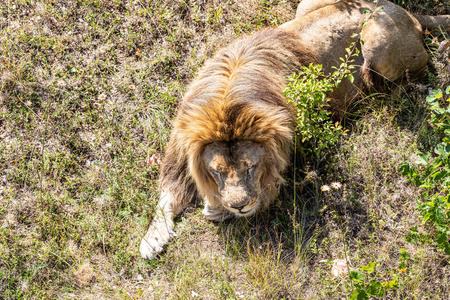 捕食者 狮子 地面 鬃毛 自然 毛茸茸的 哺乳动物 动物