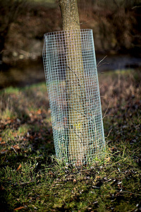 幼树周围的锌栅栏保护树皮不受鹿和野兔的伤害