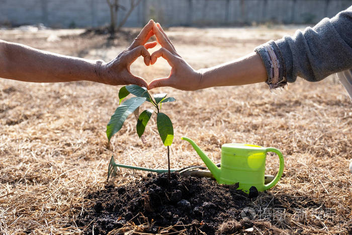老年妇女的手和青年妇女的手是互相帮助植树世界环境日将环境保护的