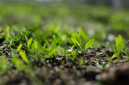 Little green sprouts appeared from the ground 