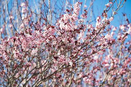 前进 天空 公园 美丽的 木材 自然 花瓣 四月 樱桃 分支