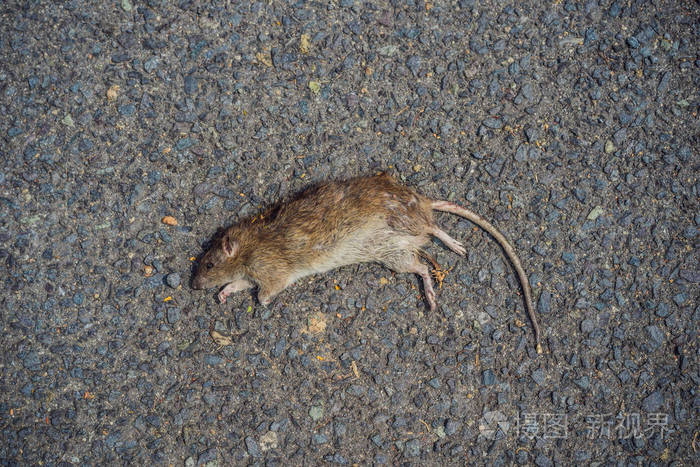 城市人行道上的死老鼠
