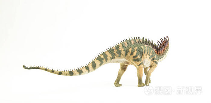 amargasaurus白底恐龙
