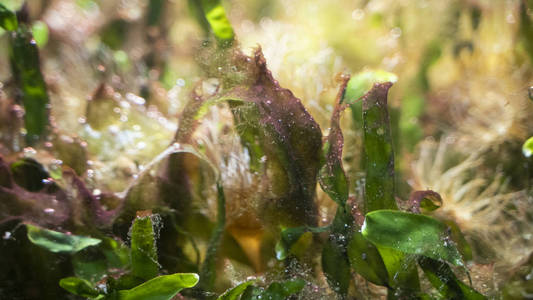 水下细细的五颜六色的海藻在灯光下随着空气的滴落
