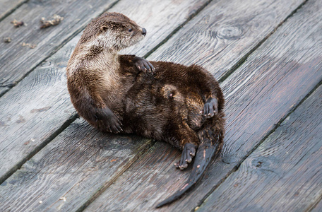 水獭 短的 温哥华 动物群 冬天 海洋 美丽的 哺乳动物
