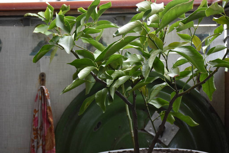 生长 春天 公园 花园 生态学 纹理 特写镜头 植物 季节