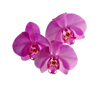 白色背景上孤立的美丽紫色兰花
