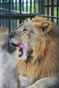 动物园笼子里的狮子，近距离面对