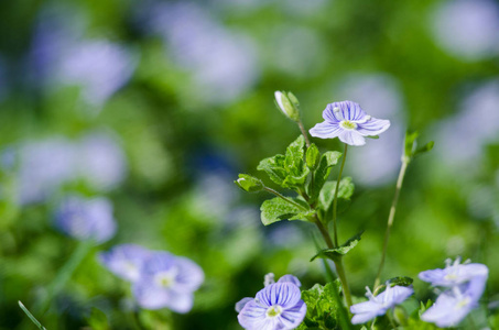 Little spring blue Veronica flowers bloom outdoors 