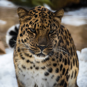 自然 捕食者 毛皮 哺乳动物 危险的 猎人 动物 美洲虎
