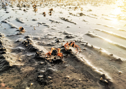 日出时沙滩上一只小螃蟹在沙滩上吃东西的特写镜头。