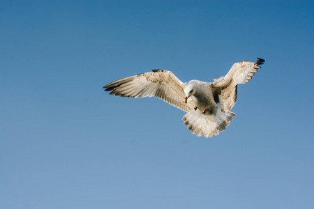 猛增 飞行 地平线 羽毛 翼展 美丽的 动物 自由 天空