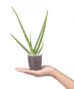 hand holding Aloe Vera plant with plastic pot isolated on white 