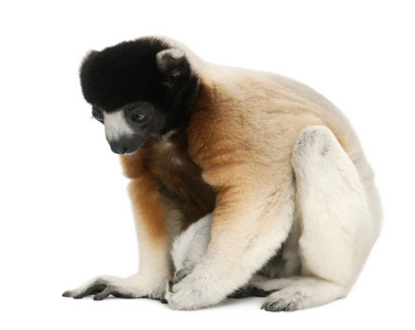 Crowned Sifaka, Propithecus coronatus, 14 years old, sitting in 