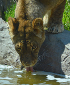 自然 面对 愤怒的 狮子 毛皮 猎人 公园 食肉动物 危险