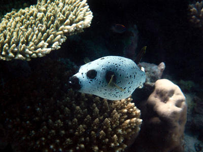 暗礁 水族馆 水肺 生活 潜水 动物 美丽的 野生动物 水下