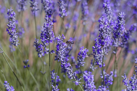 Bee pollinating lavender flowers in spring 