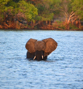 哺乳动物 游泳 旅行 大象 游猎 观光 非洲 兽群 力量