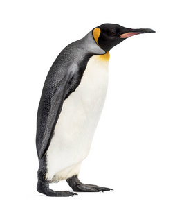 行走 野生动物 企鹅 南极洲 轮廓 脊椎动物 寒冷的 动物