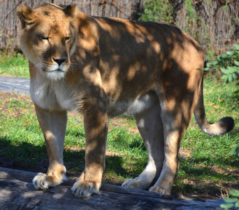 狮子 生物 公园 面对 动物 食肉动物 猫科动物 捕食者