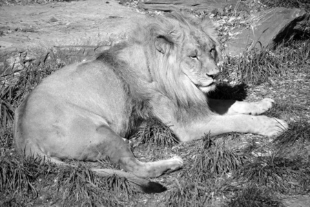 说谎 游猎 愤怒的 猫科动物 狮子 野生动物 动物 国王