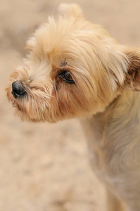 小狗 宠物 猎犬