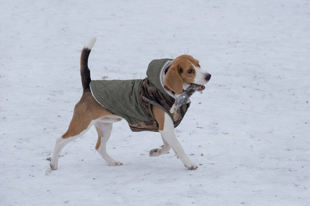 哺乳动物 藤条 衣服 冬天 耳朵 可爱的 小猎犬 脊椎动物