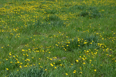 夏天 美丽的 花园 牧场 蒲公英 风景 开花 领域 草地