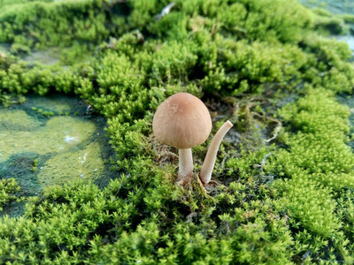 植物 纹理 植物区系 颜色 花园 春天 苔藓 自然 特写镜头